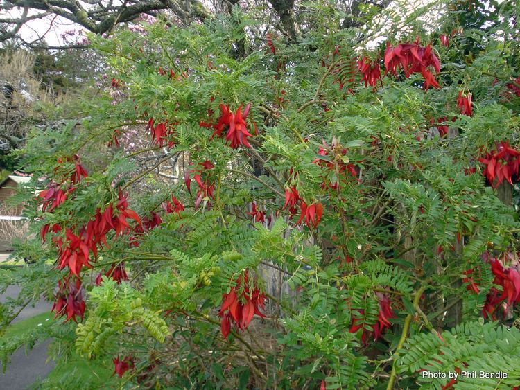 Clianthus puniceus TERRAIN Taranaki Educational Resource Research Analysis