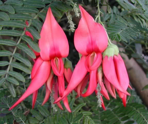 Clianthus puniceus Clianthus puniceus Parrot39s Beak