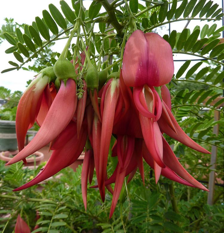 Clianthus puniceus danger garden Clianthus puniceus my favorite plant in the garden