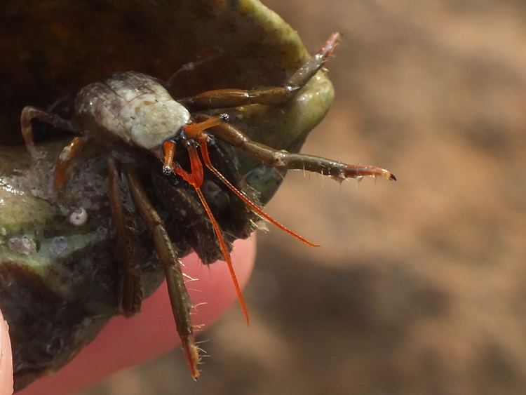 Clibanarius erythropus Mediterranean hermit crab Clibanarius erythropus Flickr