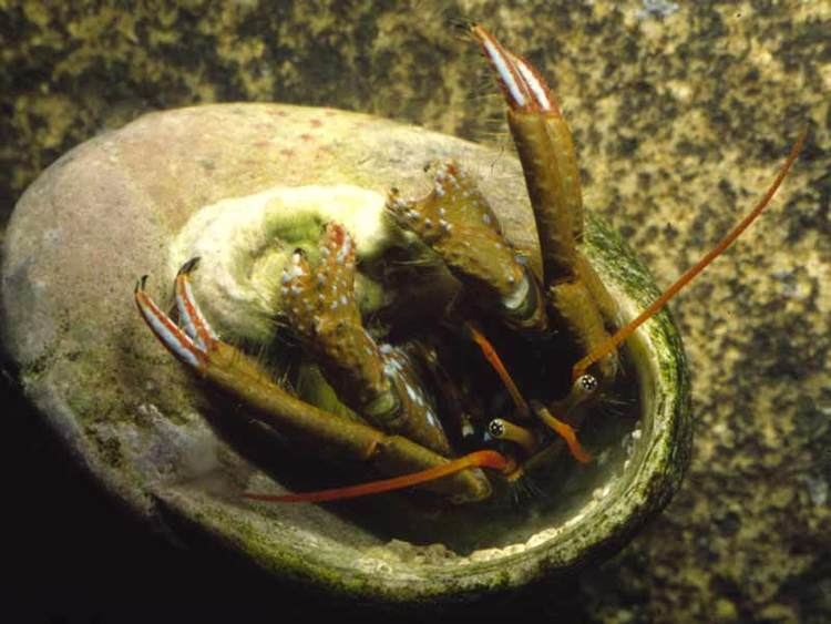 Clibanarius erythropus MarLIN The Marine Life Information Network A hermit crab