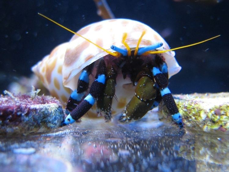 Clibanarius tricolor AquaticLog stock by reefmanqc Added 25 Blue Legged Hermit Crab