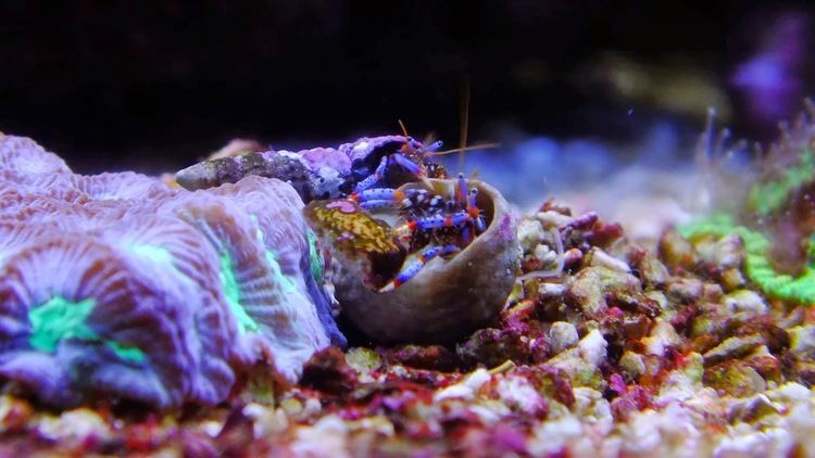 Clibanarius tricolor AquaticLog stock by tankcla Added 2 Blue Legged Hermit Crab
