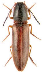 Click beetle tolweborgtreeToLimagesfig10athoussubfuscus250