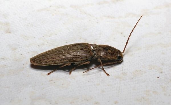 Click beetle Click Beetle Elateridae family