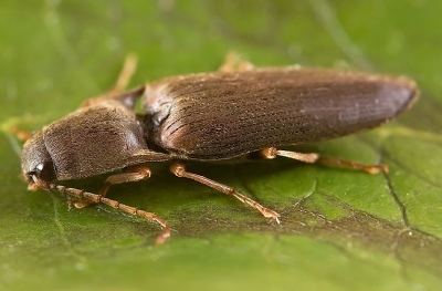 Click beetle Click beetle Entomologists39 glossary Amateur Entomologists