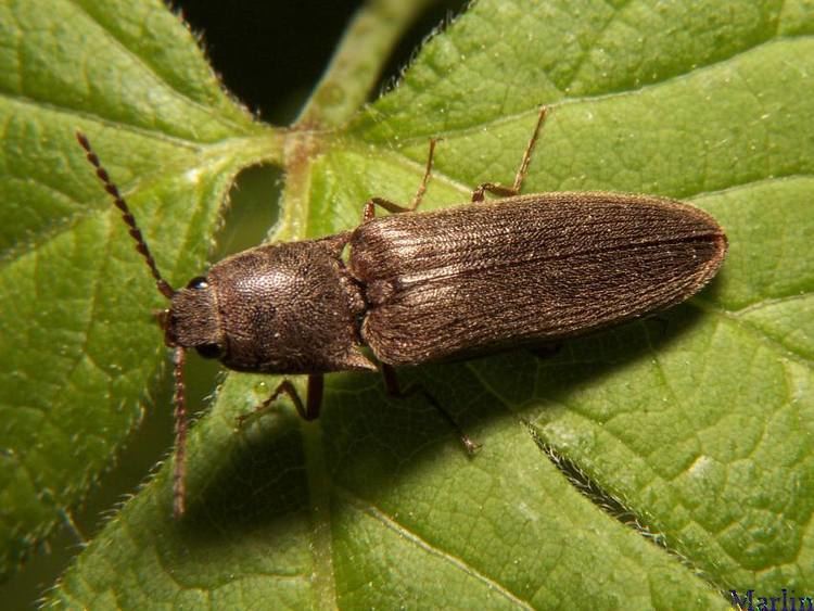 Click beetle Elateridae sp Click Beetle sp Life List Invertebrates