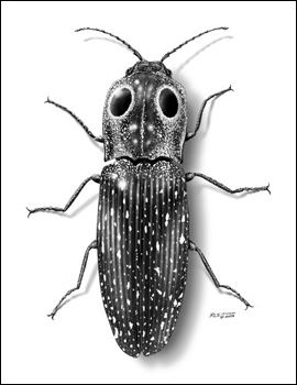 Click beetle The Beetle That Click Eastern Eyed Click Beetle