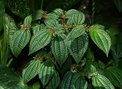 30+ Fresh seeds of Clidemia hirta - Tropical Fruit Soapbush Melastomataceae