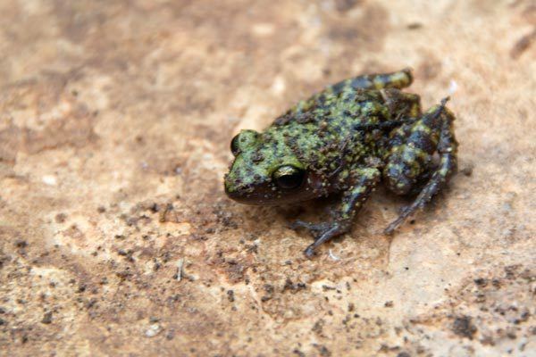 Cliff chirping frog Wild Herps Cliff Chirping Frog Eleutherodactylus marnockii
