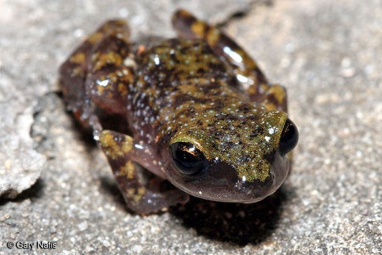Cliff chirping frog Cliff Chirping Frog Eleutherodactylus marnockii