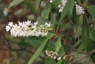 Cliftonia Cliftonia monophylla Buckwheat tree Discover Life