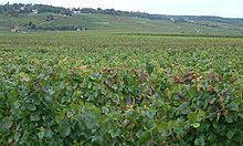 Climats, terroirs of Burgundy httpsuploadwikimediaorgwikipediacommonsthu
