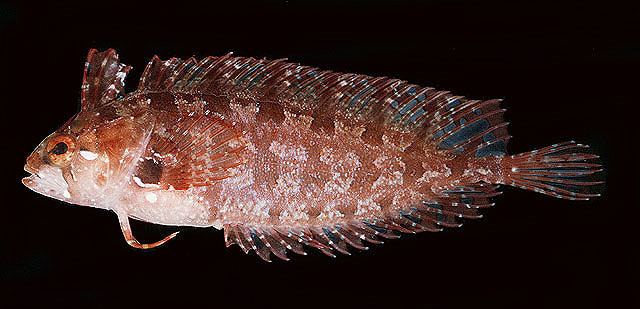 Clinidae Fish Identification