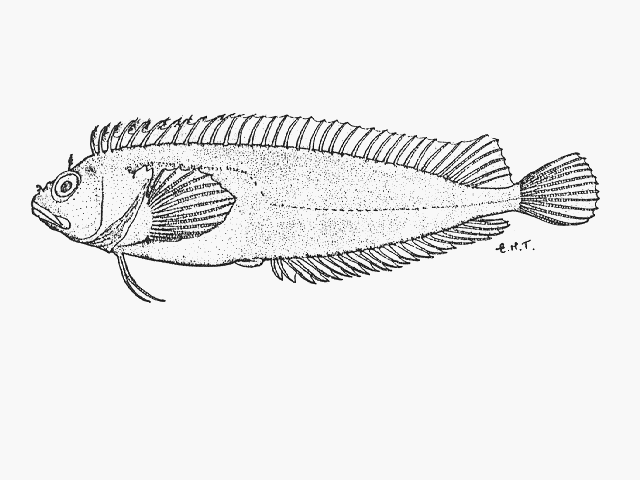 Clinidae Fish Identification