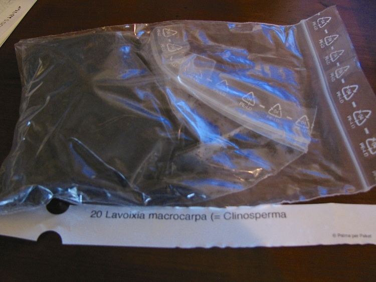 Clinosperma macrocarpa The delidding of Clinosperma macrocarpa seed