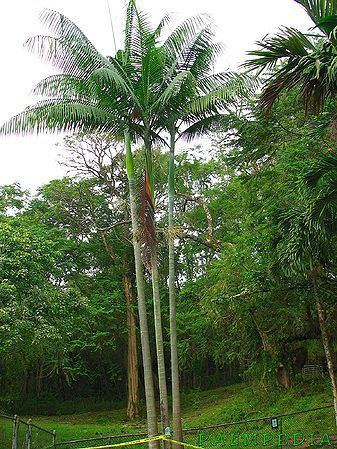 Clinostigma Clinostigma ponapense Palmpedia Palm Grower39s Guide