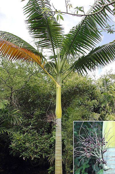Clinostigma Clinostigma ponapense Palmpedia Palm Grower39s Guide