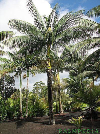 Clinostigma Clinostigma savoryanum Palmpedia Palm Grower39s Guide