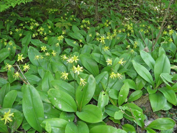 Clintonia Devoid Of Culture And Indifferent To The Arts Foraging the forest