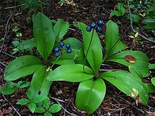 Clintonia borealis httpsuploadwikimediaorgwikipediacommonsthu