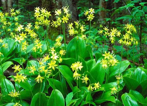 Clintonia borealis Bluebead lily