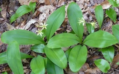 Clintonia borealis Clintonia Borealis Aka Corn Lily Clintons or Bluebead Lily Wild