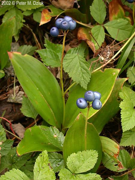 Clintonia borealis Clintonia borealis Bluebead Minnesota Wildflowers