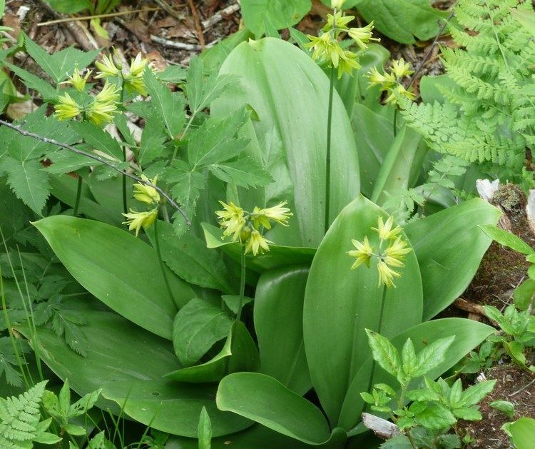 Clintonia borealis Plants North Carolina Native Plant Society