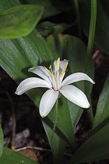Clintonia uniflora httpsuploadwikimediaorgwikipediacommonsthu