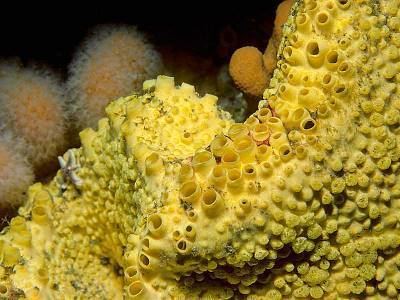 Cliona Cliona celata Marine Life Encyclopedia