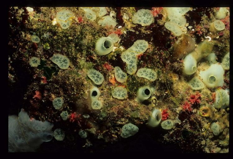 Cliona viridis Coralligenous species Database on species from Mediterranean