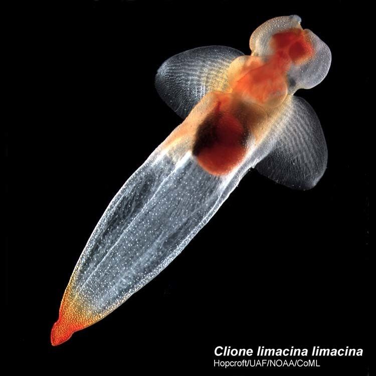 Clione limacina Clione limacina Arctic Ocean biodiversity