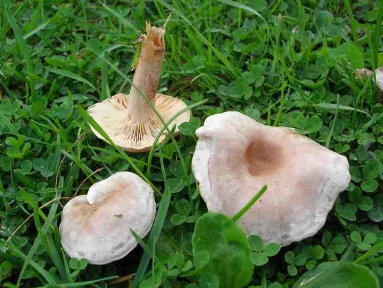Clitocybe dealbata The Mushroom Table Wild Mushroom Alphabetical List