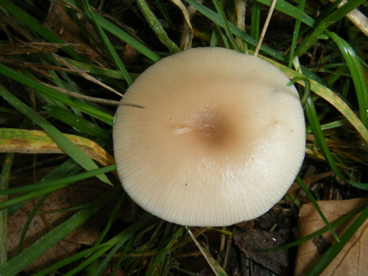 Clitocybe fragrans Fragrant Funnel Clitocybe fragrans NatureSpot