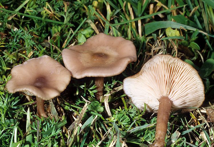 On the ground with grass is a Clitocybe Tarda, a mushroom that has a white-brown cap, white gills, and a light-brown stalk.