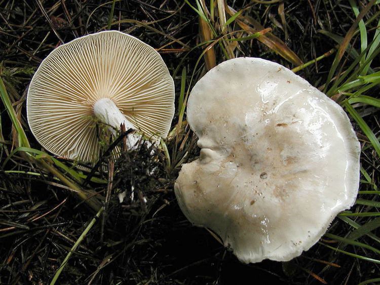 Clitopilus prunulus California Fungi Clitopilus prunulus