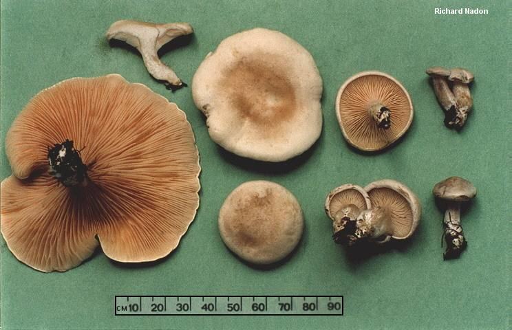 Clitopilus prunulus Clitopilus prunulus MushroomExpertCom