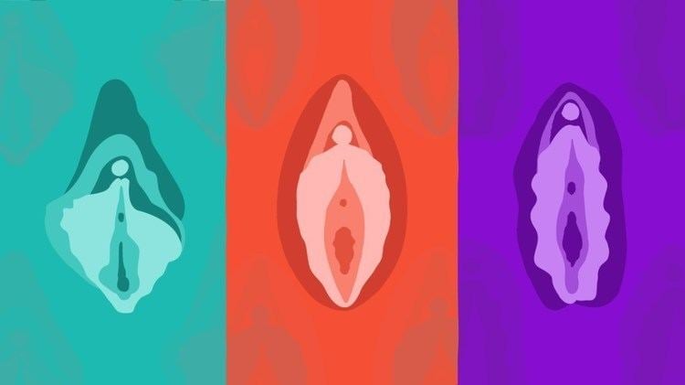 Clitoral Hood: Size, Appearance, and Effect on Orgasm