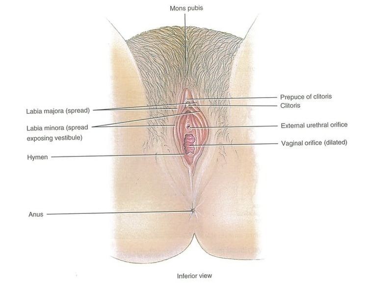 Why the clitoris doesn't get the attention it deserves â and why this  matters