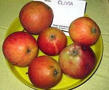 Clivia (apple) httpsuploadwikimediaorgwikipediacommonsthu