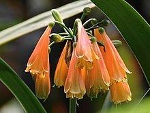 Clivia nobilis httpsuploadwikimediaorgwikipediacommonsthu