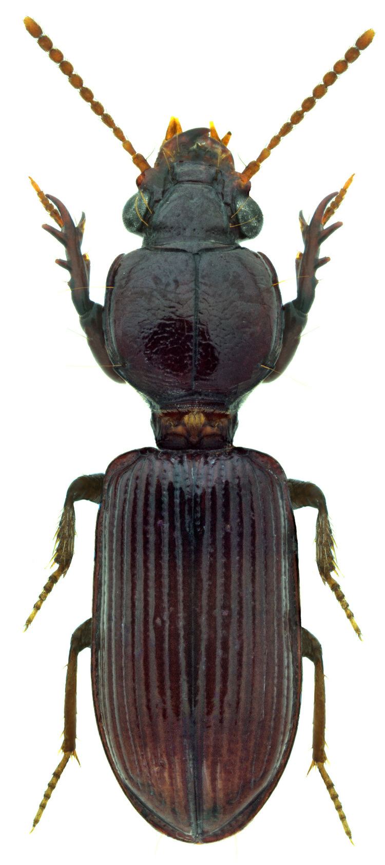 Clivina Genus Clivina Latreille 1802 96 Carabidae