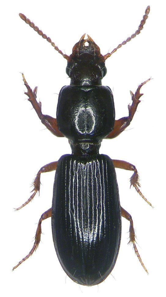 Clivina Clivina Clivina fossor fossor Linnaeus 1758 Carabidae
