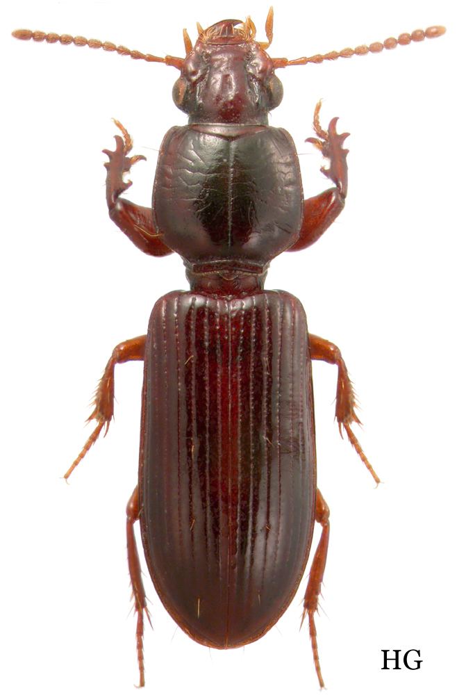 Clivina Genus Clivina Latreille 1802 96 Carabidae