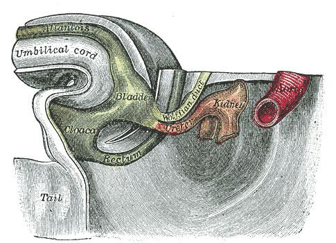 Cloaca (embryology)