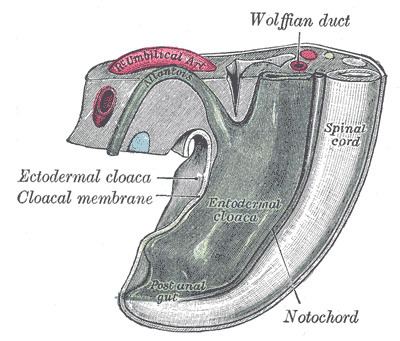 Cloacal membrane