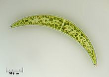 Closteriaceae httpsuploadwikimediaorgwikipediacommonsthu