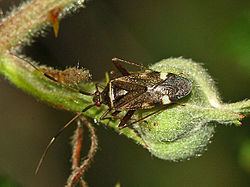 Closterotomus biclavatus httpsuploadwikimediaorgwikipediacommonsthu