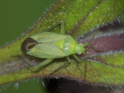 Closterotomus norwegicus Miridae Closterotomus norwegicus